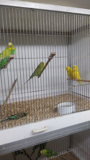 Das Vogelparadies, Norbert Weidlich unter Burgdorf, 