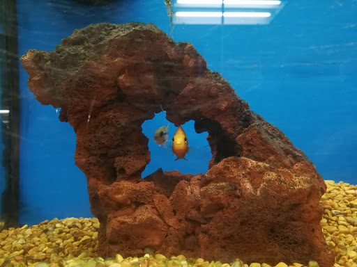 Pet Supply Store «Petco Animal Supplies», reviews and photos, 119 First St, Cambridge, MA 02141, USA