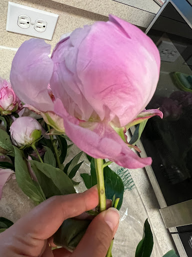 Grocery Store «Whole Foods Market», reviews and photos, 1817 Thomasville Rd, Tallahassee, FL 32303, USA