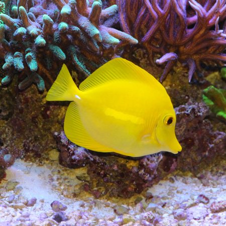 Tropical Fish Store «Barrier Reef Aquariums», reviews and photos, 1717 NE 44th St # A, Renton, WA 98056, USA