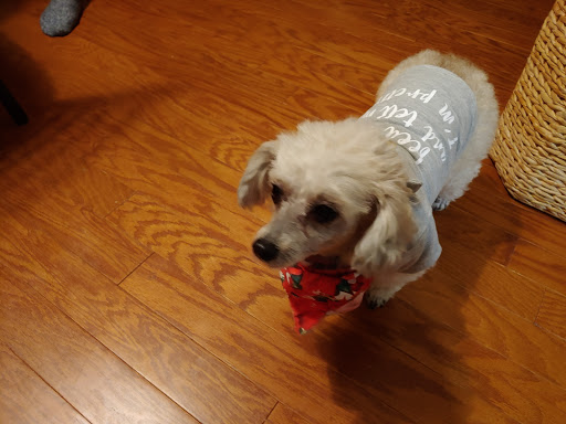 Pet Supply Store «Petco Animal Supplies», reviews and photos, 298 Spring Creek Drive, Franklin, TN 37067, USA