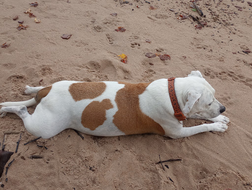 Deepwoods Veterinary Services image