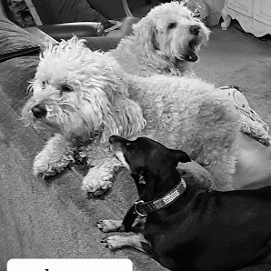 Animal Expressions Pro Pet 2509 Village Ln, Cambria, CA 93428