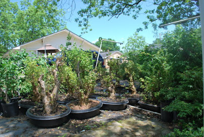 Green Thumb Bonsai