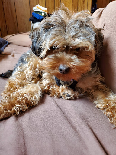 Pet Groomer «Happy Tails Pet Center», reviews and photos, 4370 SE King Rd Ste 260, Milwaukie, OR 97222, USA