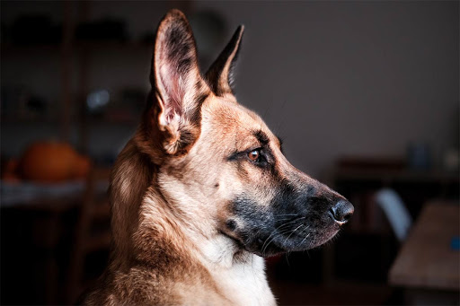 Forensic Vet Ltd