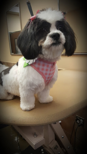 Pet Supply Store «PetSmart», reviews and photos, 533 S Broad St, Meriden, CT 06450, USA