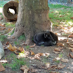 Photo n° 4 de l'avis de Marvin. fait le 08/09/2018 à 14:55 pour Parc animalier et parc d'attractions, Le Jardin des Bêtes à Montrozier