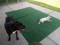 Kimberly's Pet Care - Photo 8 - Car repair in Orlando, FL, Orlando