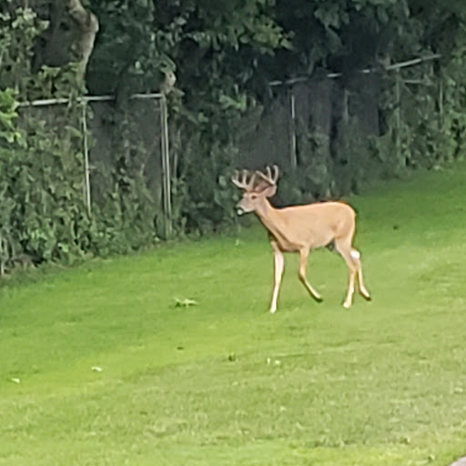 Golf Course «Birmingham Country Club», reviews and photos, 1750 Saxon Dr, Birmingham, MI 48009, USA