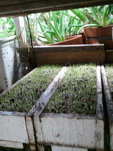 Raw Food Restaurant «Treehouse For Earths Children Holistic Center», reviews and photos, 22906 Mooney St, Farmington, MI 48336, USA