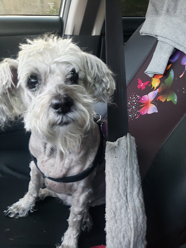 Pet Supply Store «All Pet & Equine Supply», reviews and photos, 1120 Porter Wagoner Blvd, West Plains, MO 65775, USA