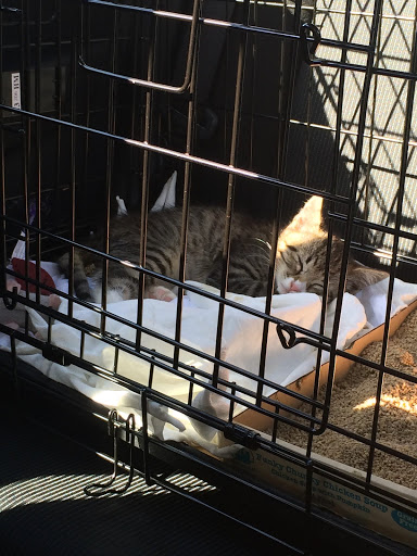 Pet Supply Store «The Animal Connection», reviews and photos, 2550 2550 Judah St & 31st Ave, San Francisco, CA 94122, USA