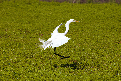 Nature Preserve «Cosumnes River Preserve», reviews and photos, 13501 Franklin Blvd, Galt, CA 95632, USA