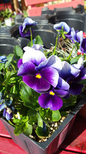 Book Store «Pipe & Thimble Bookstore», reviews and photos, 24830 Narbonne Ave, Lomita, CA 90717, USA