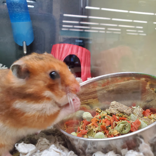 Pet Supply Store «PetSmart», reviews and photos, 3630 Peachtree Pkwy, Suwanee, GA 30024, USA