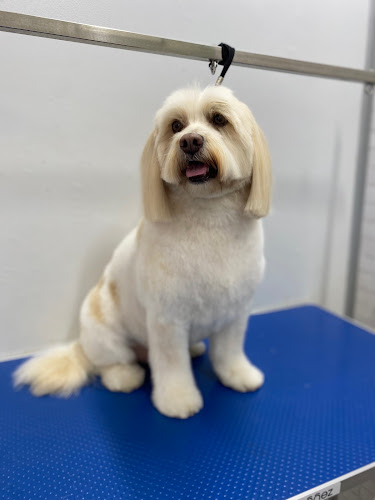 Mascotas Tenerife | Peluquería y tienda para mascotas