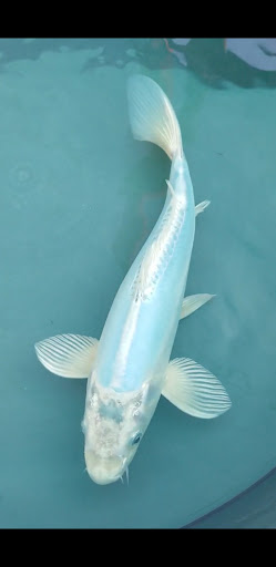 Cali Koi image