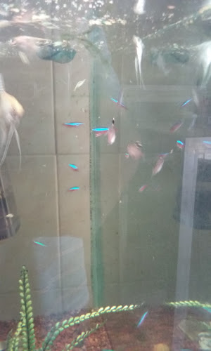 Veterinaria Santa Ana - Veterinario