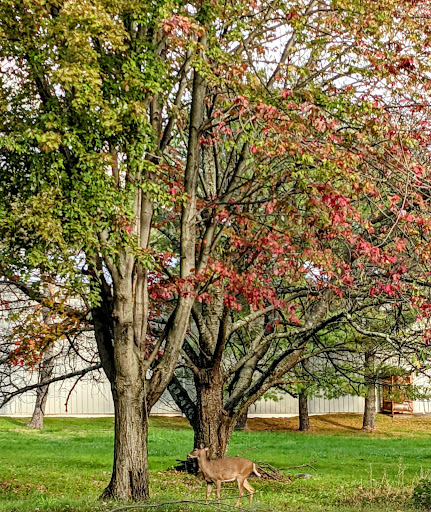 Florist «Vivek flowers», reviews and photos, 3175 NJ-27, Franklin Park, NJ 08823, USA