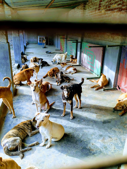 Kalyani Animal Welfare Foundation - Khasra No. 849 & 850, Village: Bhati,  Near Radha Swami Satsang Gate, 2C, Main Chhatarpur Rd, New Delhi, Delhi, IN  - Zaubee