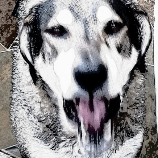 Pet Supply Store «Pet Valu Pet Store», reviews and photos, 2702 Smithville Rd, Dayton, OH 45420, USA