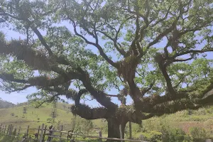 Árvore Gigante image