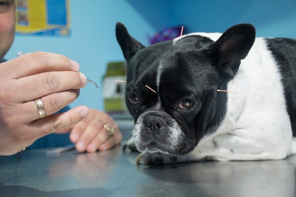 UVI animal hospital