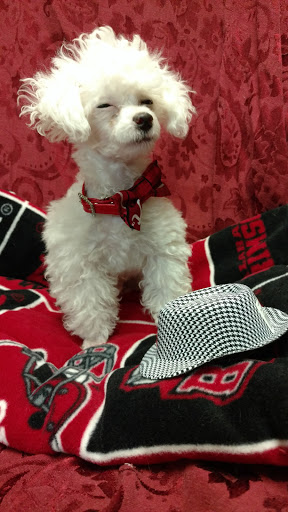 Pet Store «Dream Puppys», reviews and photos, 1461 Westgate Pkwy, Dothan, AL 36303, USA