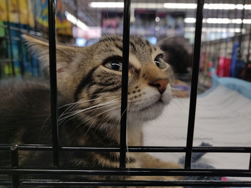 Pet Supply Store «Unleashed by Petco», reviews and photos, 81 7th Ave, Brooklyn, NY 11217, USA