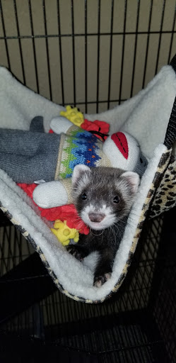 Pet Supply Store «Pet Supermarket», reviews and photos, 5325 US-19, New Port Richey, FL 34652, USA