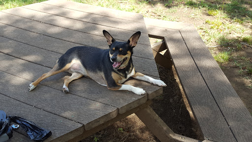 Dog Park «Freedom Dog Park», reviews and photos, 2675 Trophy Park Dr, Roanoke, TX 76262, USA