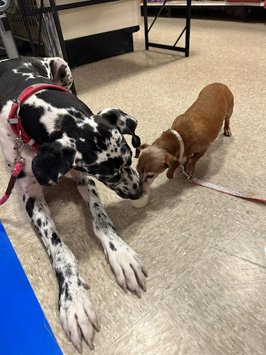 PetSmart Veterinary Services - Wesley Chapel (New Tampa)