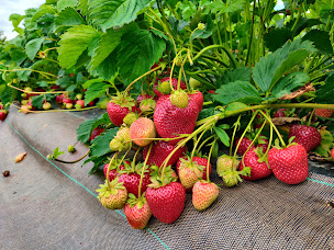 Photo n°18 de Cueillette de Viltain à Saclay ()