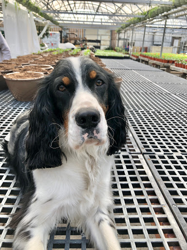 Florist «Parkview Gardens Florist & Greenhouse», reviews and photos, 1925 W Randolph St, St Charles, MO 63301, USA