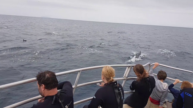 Diveworks Charters: Dolphin and Seal Encounters - Whakatane