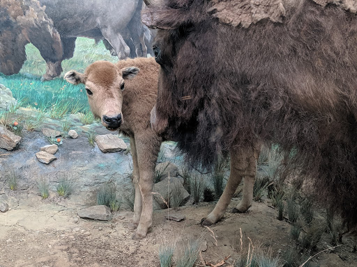 Natural History Museum «Yale Peabody Museum of Natural History», reviews and photos, 170 Whitney Ave, New Haven, CT 06511, USA