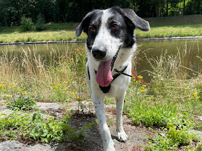 Hundebetreuung Happydogs