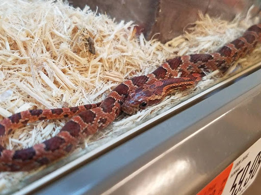 Pet Supply Store «Pet Supplies Plus», reviews and photos, 12407 MoPac Expy 525 - B, Austin, TX 78758, USA