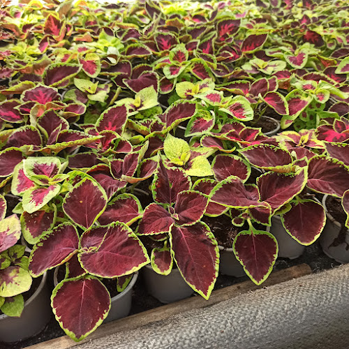 Ogrodnictwo Bezrzecze - Ogrodnik