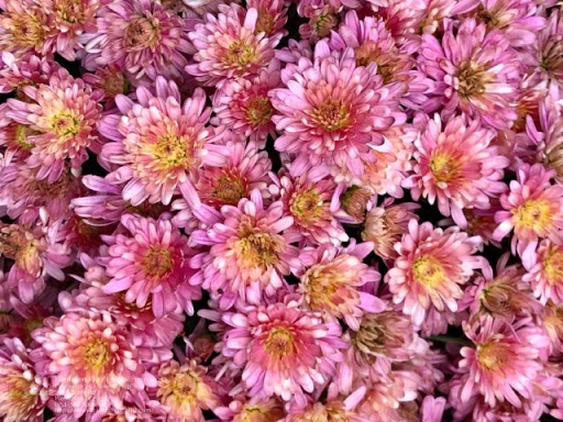 Florist «Plantation Florist», reviews and photos, 405 S State Rd 7, Plantation, FL 33317, USA