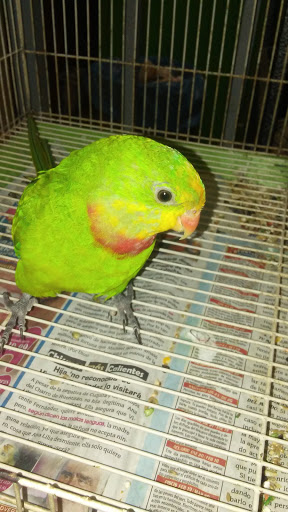 Pet Store «Guero Pet Shop», reviews and photos, 11642 Atlantic Ave, Lynwood, CA 90262, USA