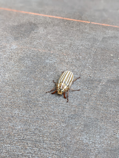 Hardware Store «Orchard Supply Hardware», reviews and photos, 825 N Oak Park Blvd, Pismo Beach, CA 93449, USA