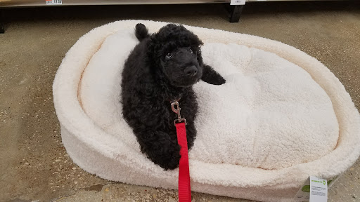 Pet Supply Store «Pet Supplies Plus», reviews and photos, 7041 Barker Cypress Rd, Cypress, TX 77433, USA