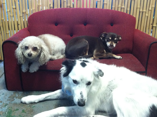 Pet Supply Store «Animal Kingdom of Santa Monica», reviews and photos, 300 Pico Blvd, Santa Monica, CA 90405, USA