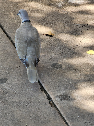 Zoo «Phoenix Zoo», reviews and photos, 455 N Galvin Pkwy, Phoenix, AZ 85008, USA