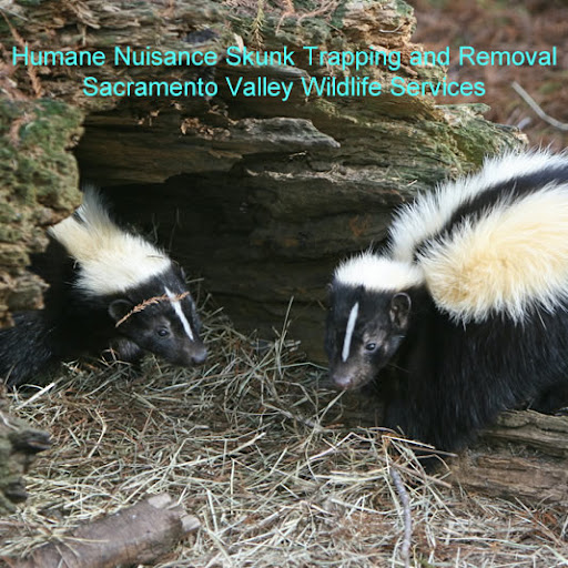 Sacramento Valley Wildlife Services