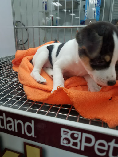 Pet Store «Petland Lewis Center», reviews and photos, 86 Meadow Park Ave, Lewis Center, OH 43035, USA