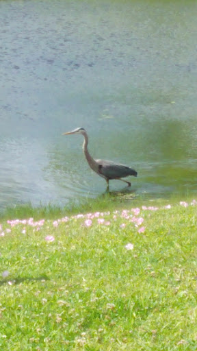 Park «Cottonwood Park», reviews and photos, 4051 N Story Rd, Irving, TX 75038, USA