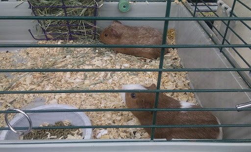 Pet Store «Teske Pet & Garden», reviews and photos, 2423 16th St, Moline, IL 61265, USA